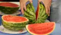 Выяснилось, какой арбуз категорически нельзя покупать