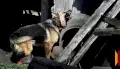 Прокуратура требует компенсации после нападения стаи собак на 12-летнюю девочку в Нововоронеже