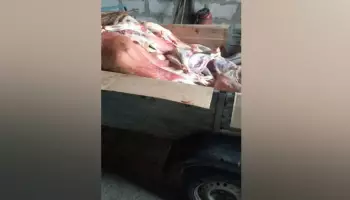 Из Воронежской области пытались вывезти 40 туш мелкого рогатого скота без документов