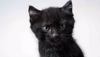 Котенка, который застрял в самолете-памятнике, спасли воронежцы