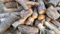 Стало понятно, кто и на каких условиях может забрать спиленные в Воронеже деревья