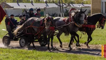 &laquo;Национальное достояние страны&raquo;: в Воронежской области отпраздновали 250-летие Хреновского конного завода