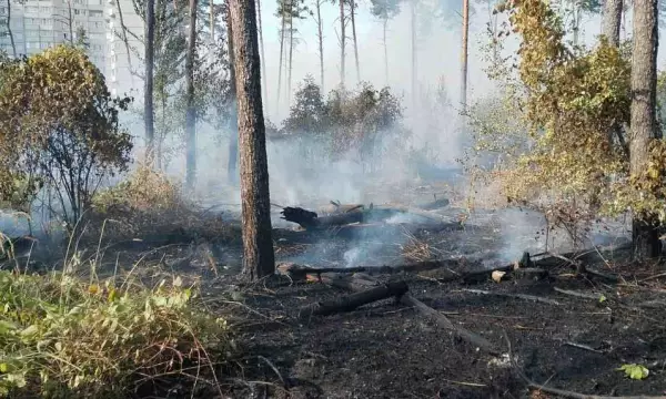 В воронежском Северном лесу от пожара пострадало 0,15 га территории