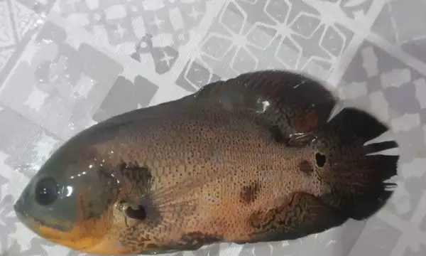 В водохранилище Нововоронежа выловили рыбу из Южной Америки