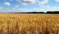 В Воронежской области собрали четвертый млн тонн зерна