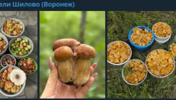 &laquo;Выносят вёдрами&raquo;. Воронежцы похвастались умопомрачительным урожаем грибов