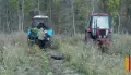 Бутурлиновские лесоводы восстанавливают Шипову дубраву