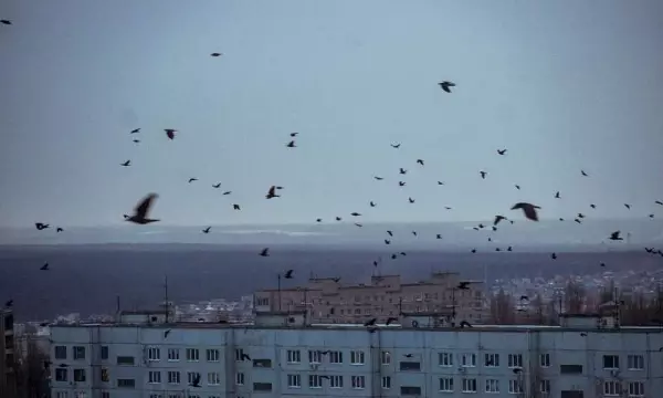 Громкими звуками разгонят птиц в Левобережном районе Воронежа