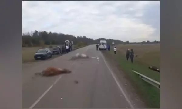 На воронежской трассе в Таловском районе 44-летний мужчина на грузовике сбил стадо коров: видео