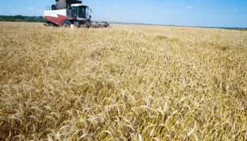 Более 800 тонн потенциально опасного зерна обнаружили в Воронежской области