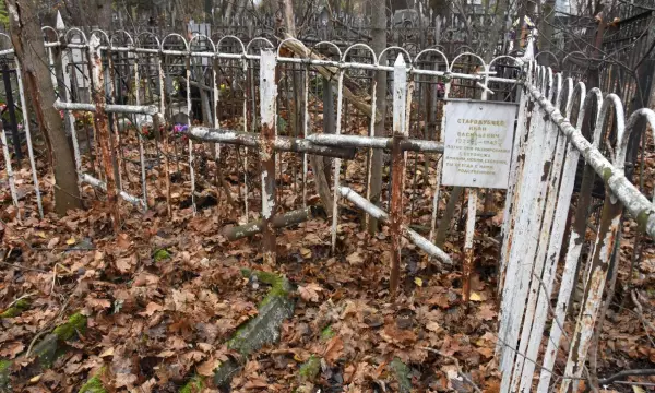 Главное за ночь. Медведь раскапывает могилы, с мужчины сняли обвинение после измерения его пениса.