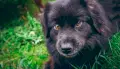 К лишению свободы приговорили жителя Воронежской области за жестокое обращение с животными