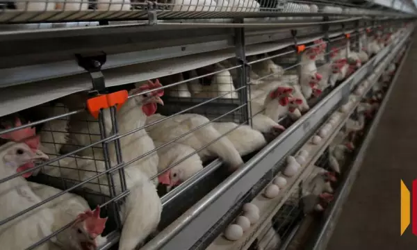 Воронежской птицефабрике не удалось получить компенсацию за кур, изъятых при вспышке птичьего гриппа
