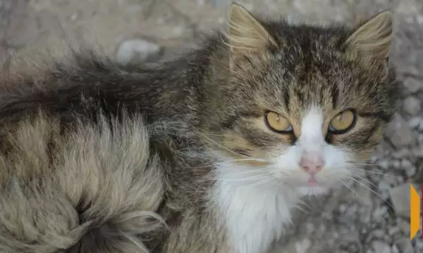 В острогожском селе Коротояк сняли карантин по бешенству животных
