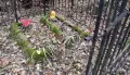 Главное за ночь. Медведь раскопал 10 могил и съел покойников, танкер с нефтью горит в акватории Сочи.