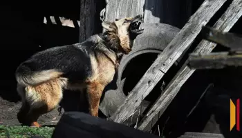 В Воронежской области 2-летнего ребенка покусала бродячая собака