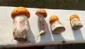 Невероятно щедрым урожаем грибов похвастались воронежцы