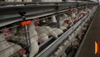 Воронежской птицефабрике не удалось получить компенсацию за кур, изъятых при вспышке птичьего гриппа