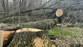 В Воронежской области 5,4 млн рублей выплатили нелегальные лесорубы, которые спилили 32 вековых дуба