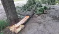 Из-за падения дерева в Ямном под Воронежем жители остались без электричества
