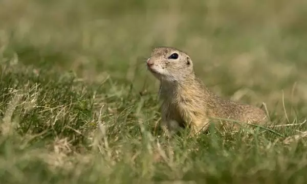 В Воробьевском районе отпразднуют День суслика