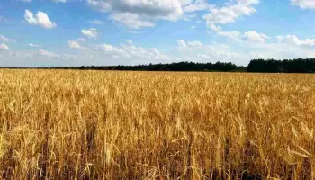 Воронежские аграрии собрали первый миллион тонн зерна нового урожая