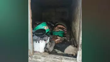 В Воронежской области в кузове грузовика перевозили 1,5 тонны мяса в антисанитарных условиях