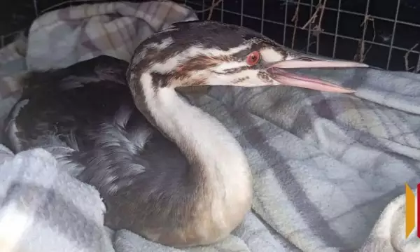 Супруги из Панино спасли чомгу при содействии журналиста РИА &laquo;Воронеж&raquo;
