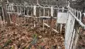 Главное за ночь. Медведь раскапывает могилы, с мужчины сняли обвинение после измерения его пениса.
