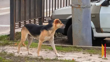 В Анне на воронежского пенсионера напала бродячая собака