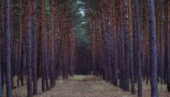 Две поисковые заявки завершились трагически в Воронежской области