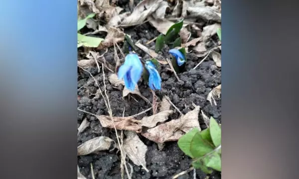 В Воронежской области в декабре расцвели подснежники