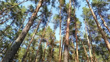 Тело пропавшего жителя Воронежской области нашли в лесном массиве