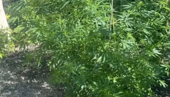 Незаконное растение выращивал у себя в огороде мужчина в Воронежской области
