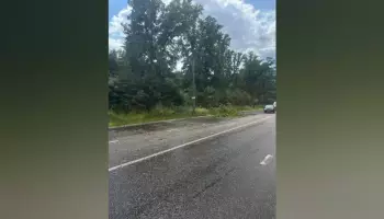 Под Воронежем из-за падения ветки дерева у жителей Ямного пропало электричество