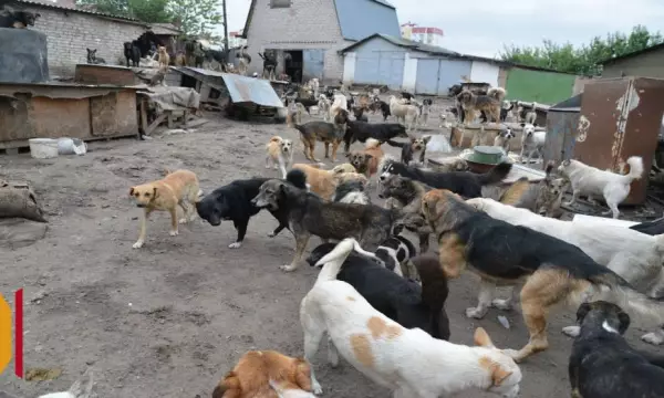 Невыносимые условия для соседей: в Воронежской области за шум и антисанитарию закрыли приют для животных