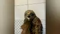 В Воронежской области коршун попал под машину и остался без хвоста