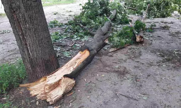 Из-за падения дерева в Ямном под Воронежем жители остались без электричества