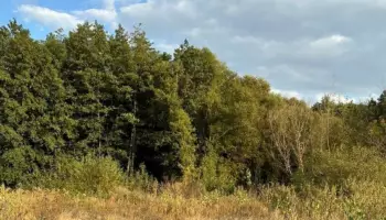 Под Воронежем 20,7 га земель лесного фонда изъяли из частной собственности