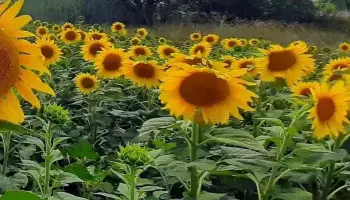 Посевы подсолнечника и картофеля в Воронежской области увеличили аграрии