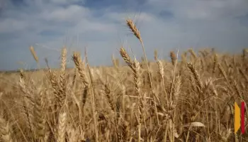 На поле в воронежском поселке Росташевка сгорело 0,09 га пшеницы