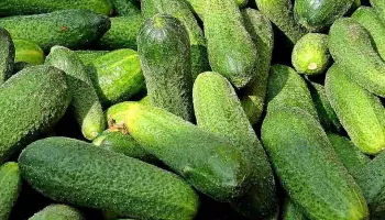 Огурцы и другие овощи подорожали в Воронежской области