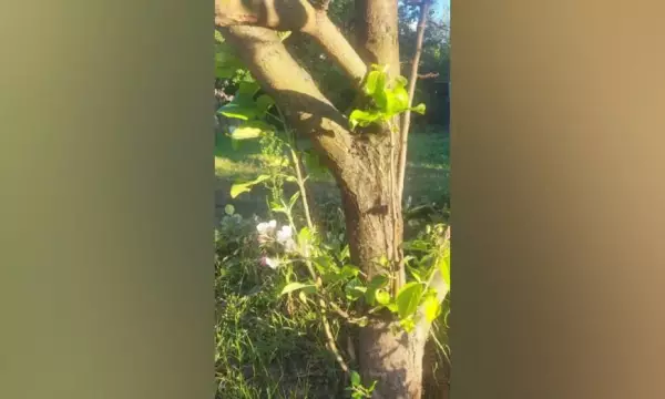 В Рамони Воронежской области в сентябре зацвела яблоня