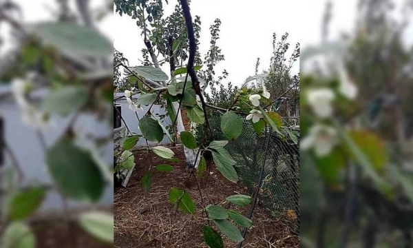 В Поворино в октябре зацвела вишня