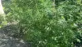Незаконное растение выращивал у себя в огороде мужчина в Воронежской области
