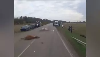 На воронежской трассе в Таловском районе 44-летний мужчина на грузовике сбил стадо коров: видео