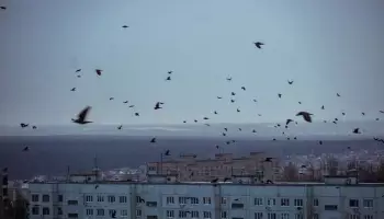 Громкими звуками разгонят птиц в Левобережном районе Воронежа