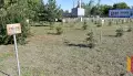 Сквер верхнемамонского села Русская Журавка благоустраивают активисты ТОС