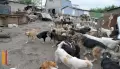 Невыносимые условия для соседей: в Воронежской области за шум и антисанитарию закрыли приют для животных