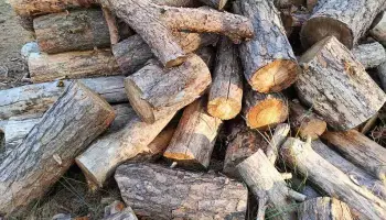 Стало понятно, кто и на каких условиях может забрать спиленные в Воронеже деревья